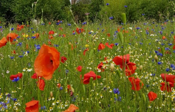 Maai Minder: kleine moeite, groot effect