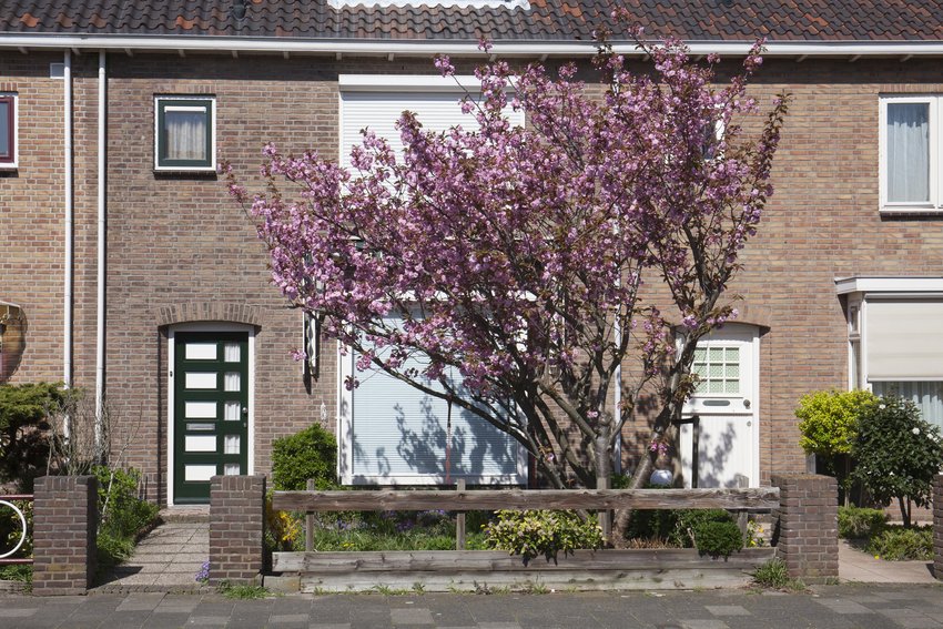 Plant een boom