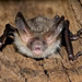 Vleermuis