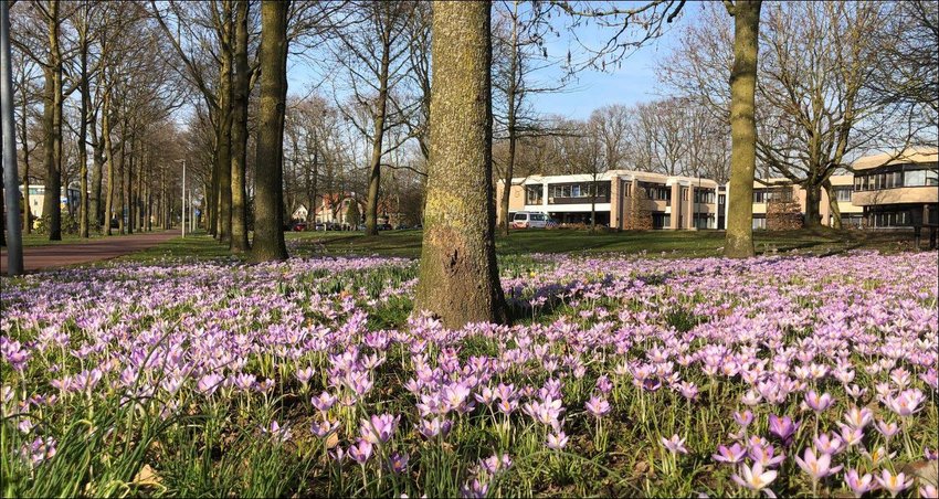 Gemeentehuis Lente