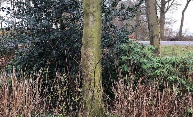 Grenspaal nr. 7, bij Polveensweg 24