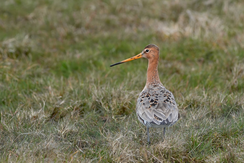 Grutto weidevogel broedseizoen gemeente Voorst