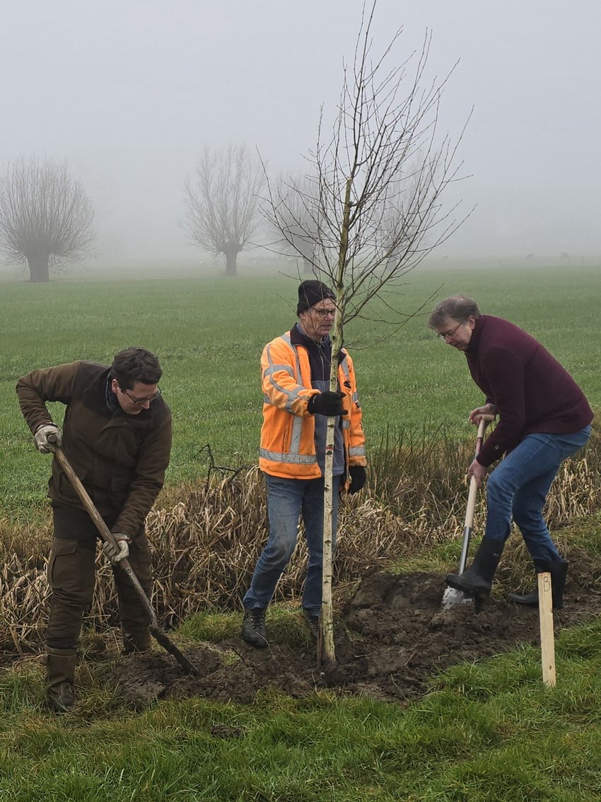 Planten van een boom